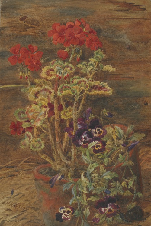 Geraniums and pansies