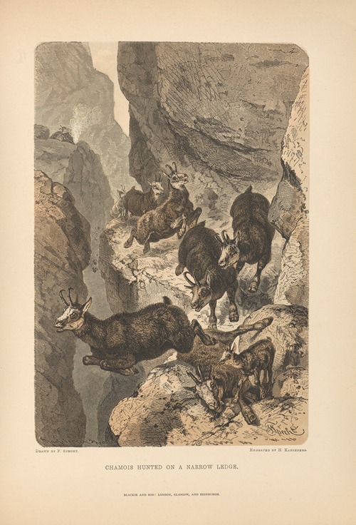 F.‎ ‎Specht – Chamois‎ ‎Hunted‎ ‎on‎ ‎a‎ ‎Narrow‎ ‎Ledge,