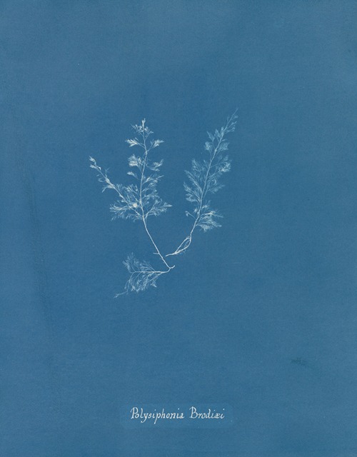 Polysiphonia Brodiaei [Part X]