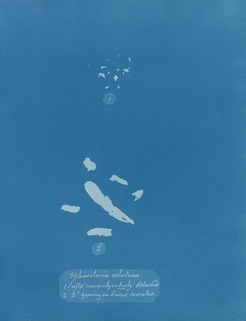 Sphacelaria velutina; 1. Tufts (some only entirely) detached; 2. [Tufts] growing on Fucus serratus