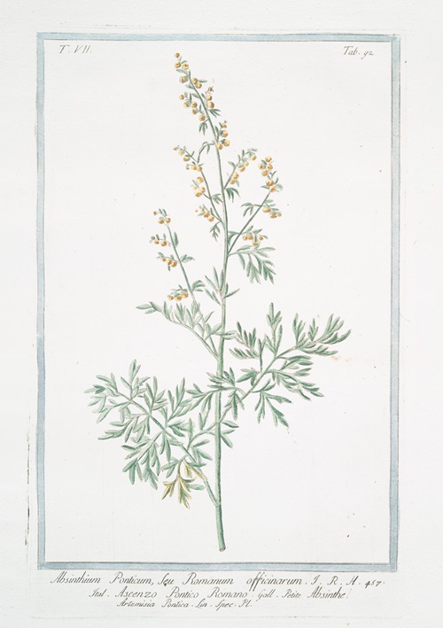 Absinthium Ponticum, seu Romanum officinarum – Ascenzo Pontico Romano – Absinthe Artemisia Pontica Lin. Spec. Pl. (Roman wormwood)