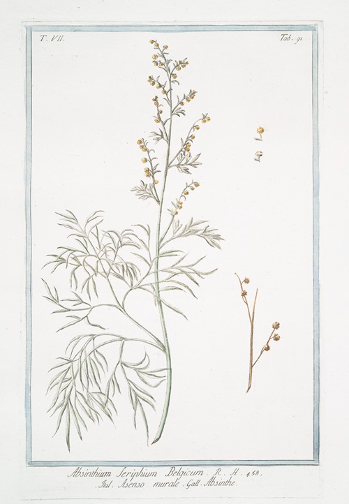 Absinthium Seriphium Belgicum – Asenso murale – Abisinthe. (Wormwood)