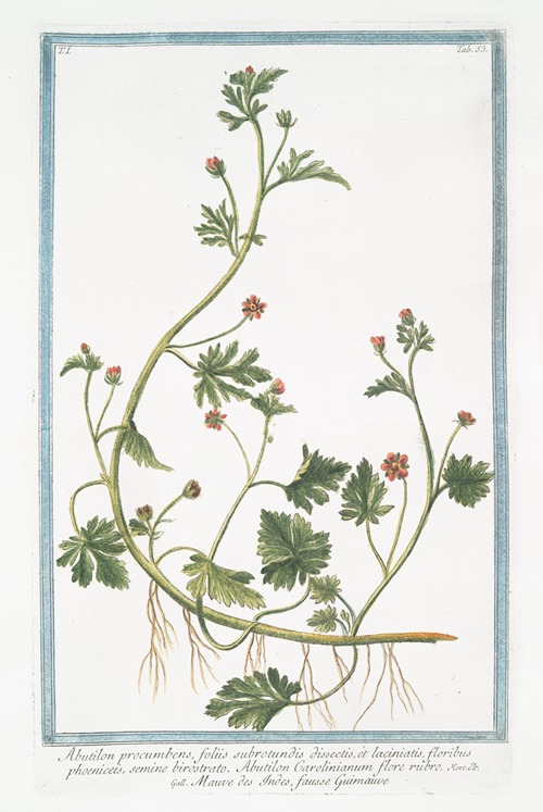 Abutilon procumbens, foliis subrotundis dissectis, et laciniatis, floribus phoeniceis, semine birostrato. Abutilon Carolinianum flore rubro – Mauve des Indes, fausse Guimmauve