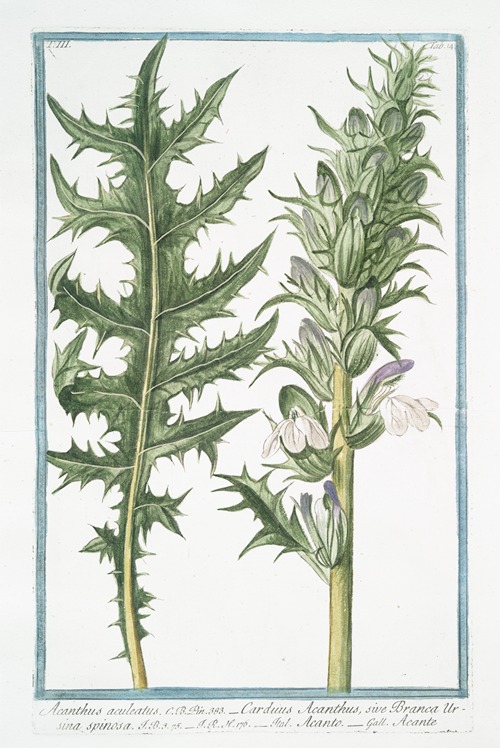 Acanthus aculeatus – Carduus Acanthus, sive Branca Ursina spinosa – Acanto – Acante. (Butcher’s broom)