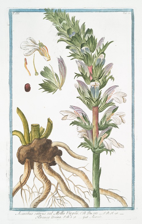 Acanthus sativus, vel Mollis Virgilii – Branca Ursina – Acante. (Bear’s Breeches)