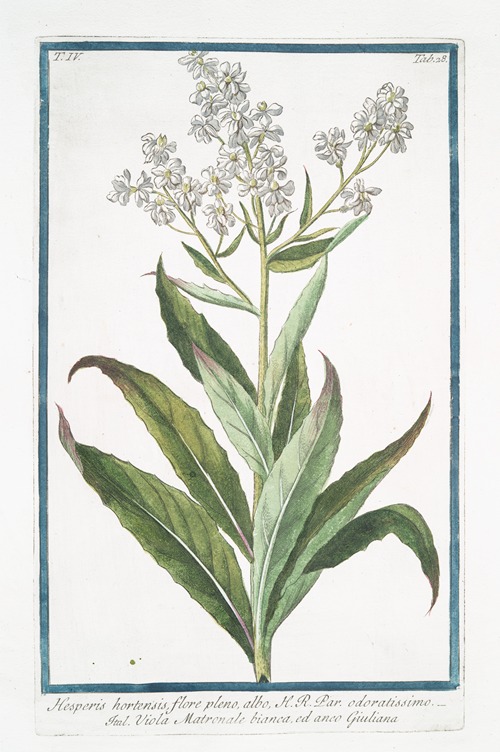 Hesperis hortensis, flore pleno, albo, H.R. Par. Odoratissimo – Viola Matronale bianca, ed anco Giuliana ( White Sweet Rocket)