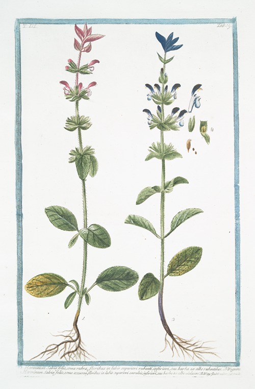 Sauge de Virginie - Salvia horminum