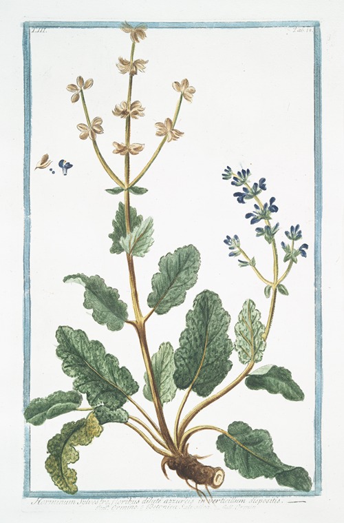 Horminum Sylvestre, floribus dilute azzureis in verticillum dispositis – Ormino, e Betonica Salvaiiea – Ormin. (Clary, Common, Clarry. Orvale. Toute-bonne. Clear Eye. See Bright. Eyebright)