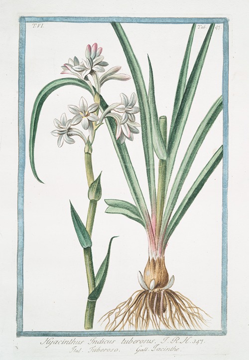 Hyacinthus Indicus tuberosus – Tuberoso – Iacinthe (Hyacinth from India)