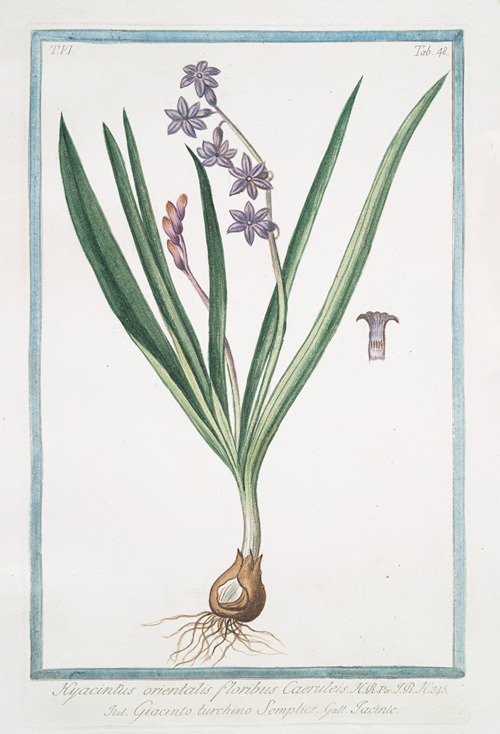 Hyacintus orientalis floribus Caeruleis – Giancinto turchino Semplice – Iacinthe. (Garden Hyacinth)
