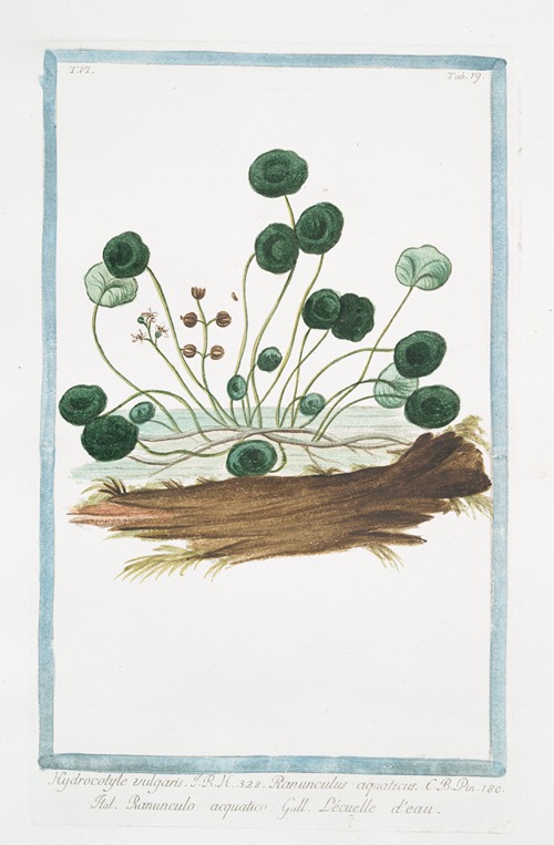 Hydrocotyle vulgaris – Ranunculus aquaticus – Ranunculo acquatico – L’ecuelle d’eau. (Marsh Penny)