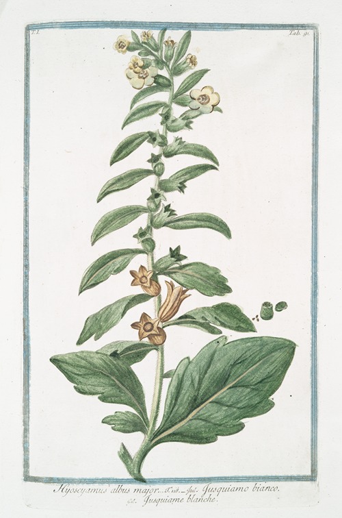 Hyoacyamus albus major – Jusquiamo bianco – Jusquiame blanche. (Russian henbane or White henbane)