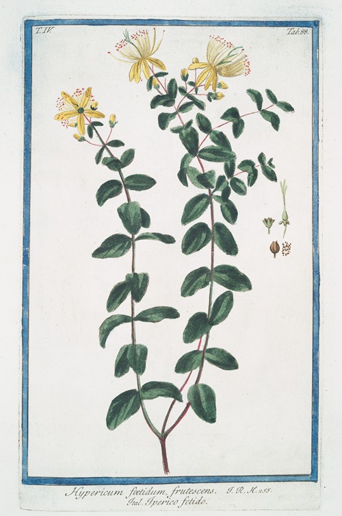 Hypericum foetidum, frutescens – Iperico fetido. (St. John’s-wort)