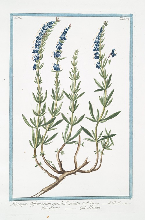 Hyssopus Officinarum coerulea, seu spicata – Isopo – Hisope