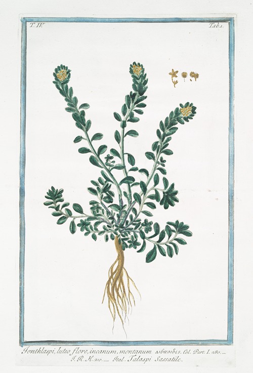 Ionthlaspi, luteo flore, incanum, montanum – Talaspi Sassatile. (Alpine pennycress)