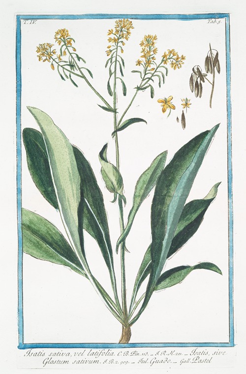 Isatis sativa, vel latifolia – Isatis, sive Glastum sativum – Guado – Pastel. (Woad)