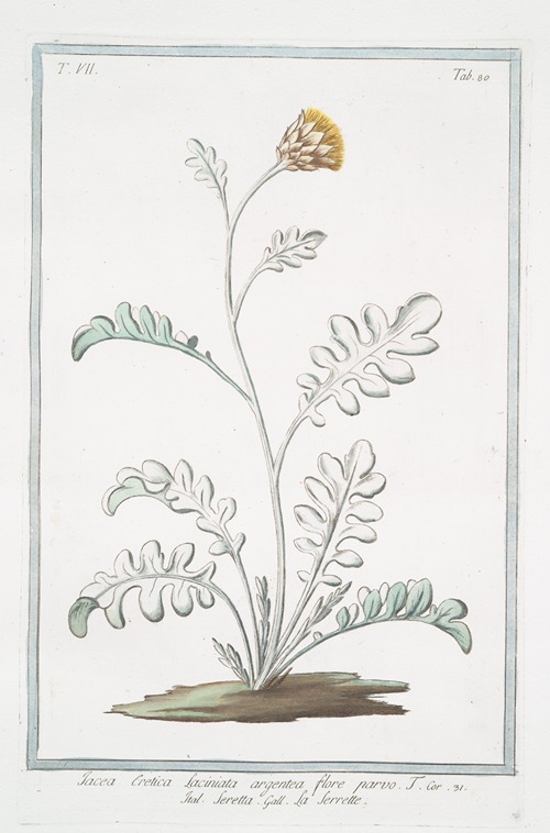 Jacea Cretica, laciniata artgentea, flore parvo – Seretta – La Serrette. (Knapweed or Saw-wort from Crete)