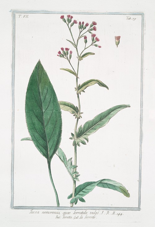 Jacea nemorensis, quae serratula vulgo – Seretta – La Serette. (Knap weed, Saw-wort)