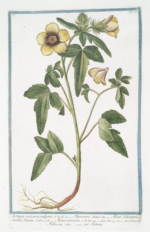 Ketmia vesicaria, vulgaris – Hipecoum – Alcea Solisequa, multis, Veneta – Alcea vesicaria – Hibiscus – Ketmie