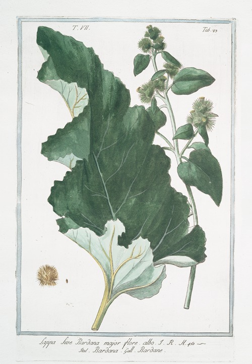 Lappa sive Bardana, major flore albo – Bardana – Bardane. (Burdock, clotbur, cocklebur, grass burdock, hardock, hareburr, hurrburr, turkey burrseed)