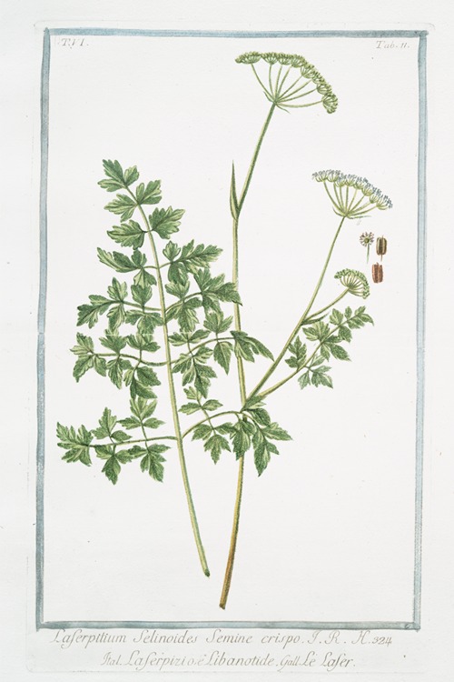 Laserpitium Selinoides semine crispo – Laserpizio, e Libanotide – Le Laser. (Laserwort)