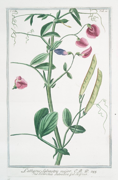 Lathyrus sylvestris major – Cicerchia salvatica. (flat peavine; narrow leaved everlasting pea)