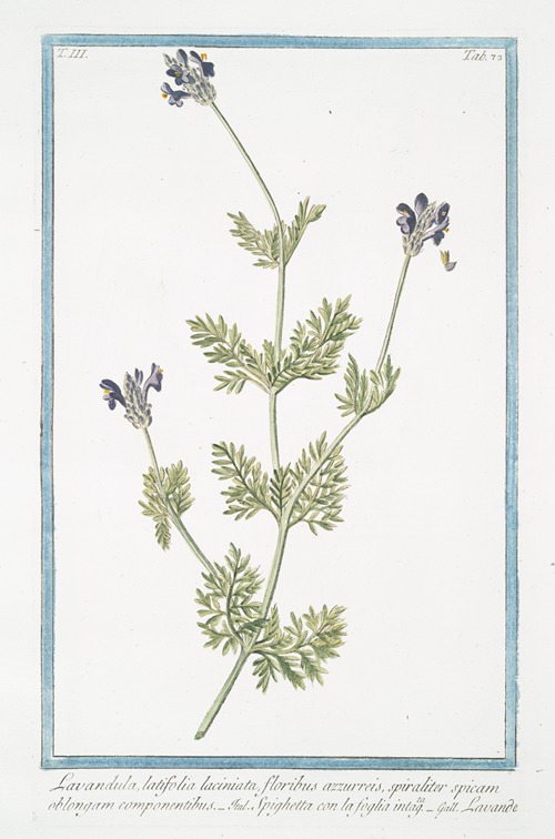 Lavandula, latifolia laciniata, floribus azzurreis, spiraliter spicam oblongam componentibus – Spighetta con la foglia intagta – Lavande. (Spike Lavender)