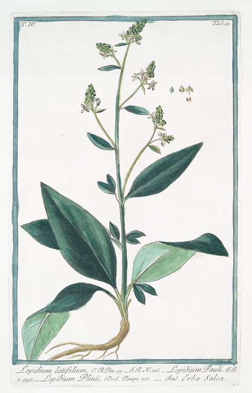 Lepidium latifolium – Lepidium Pauli – Lepidium Plinii – Erba Slsa. (Wide-leaf cress)