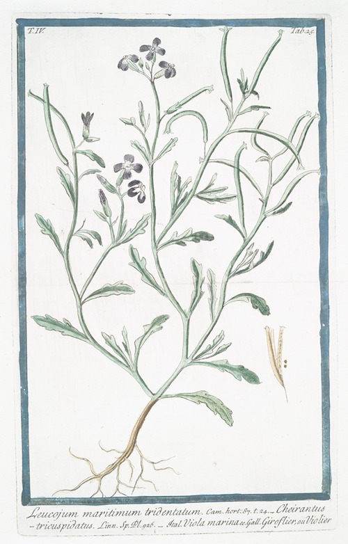 Leucojum maritimum tridentatum – Cheirantustricuspidatus – Viola marina – Giroflier, ou Violier (Spring snowflake)