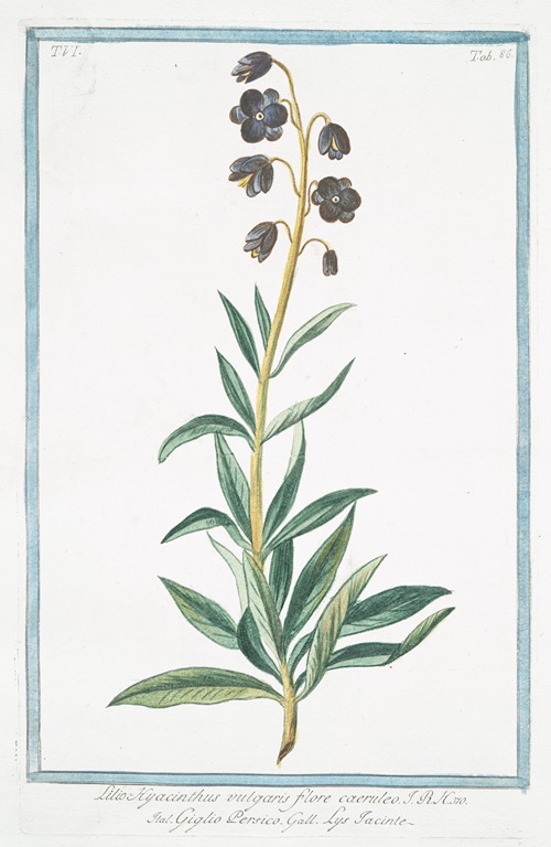 Lilio Hyacinthus vulgaris, flore caeruleo – giglio Persico – Lys Iacinte
