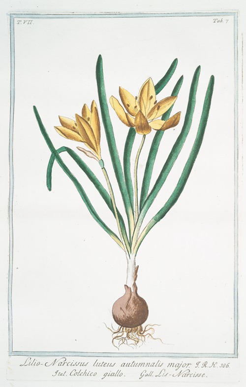 Lilio-narcissus, luteus, autumnalis major – Colchico giallo – Lis-narcisse. (colchicum; autumn crocus; fall crocus)
