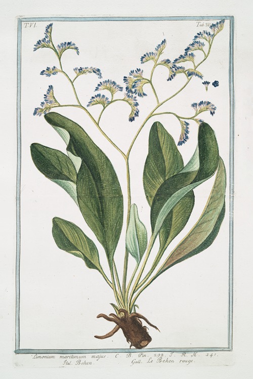 Limonium maritimum majus – Behen – Le Behen rouge. (Sea lavender)