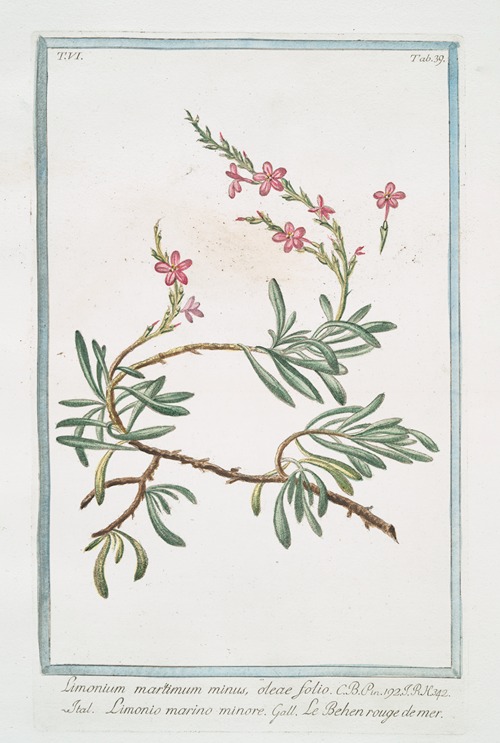 Limonium maritimum minus, oleae folio – Limonio marino minore – Le Behen rouge de mer. (Sea lavender)