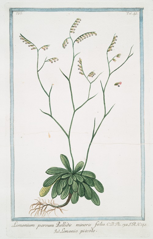 Limonium parvum Bellidis minoris folio – Limonio piccolo. (Rock Sea lavender)