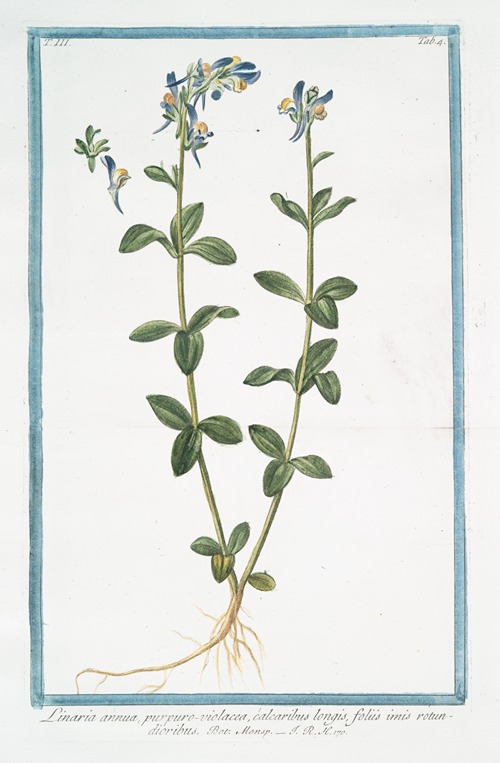 Linaria annua, purpuro-violacea, calcaribus longis, foliis imis rotundioribus. (Purple toadflax)
