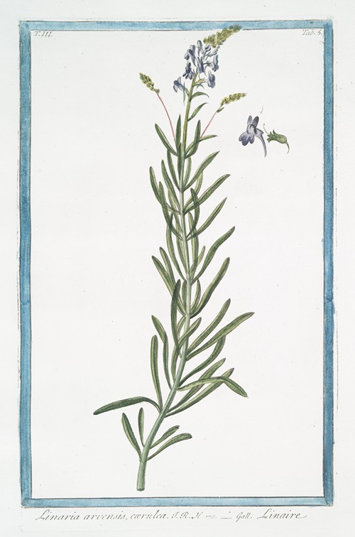 Linaria arvensis, cærulea – Linaire. (Blue corn toadflax)