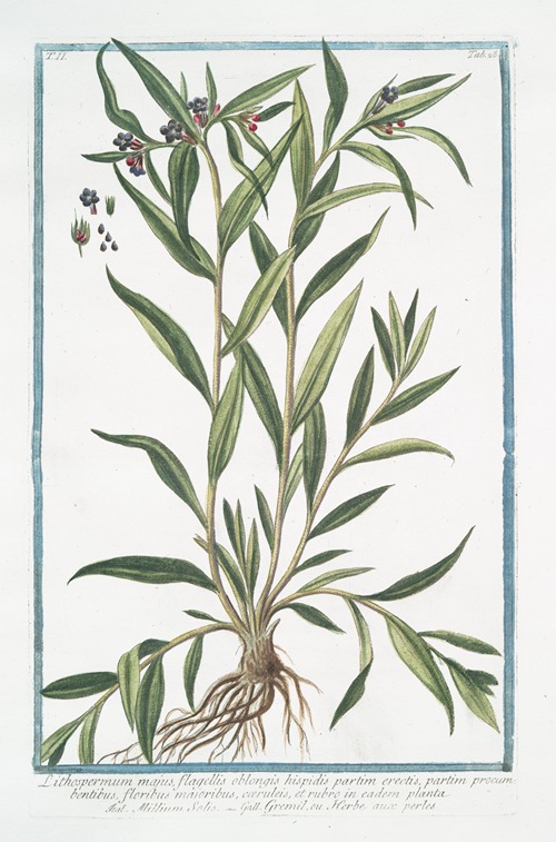 Lithospermum majus, flagellis oblongis hispidis partim erectis, partim procumbentibus, floribus majoribus, cæruleis, en eadem palnta – Millium Solis – Gremil, ou Herbe aux perles. (Puccoon)