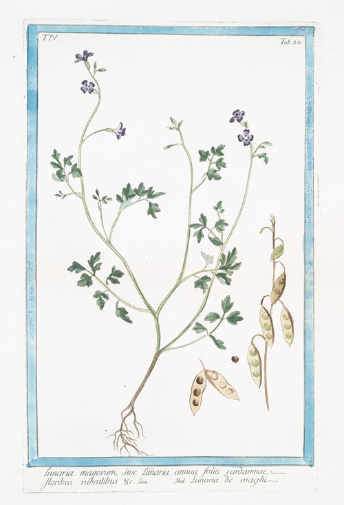 Lunaria magorum, sive Lunaria annua floliis cardamnae, floribus rubentibus &c – Lunaria de maghi (Annual honesty, Silver dollar)