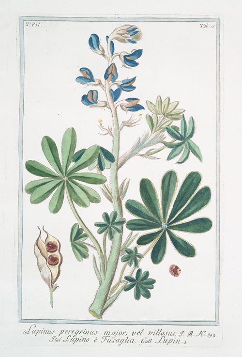 Lupinus pergrinus major, vel villosus – Lupino é Fusaglia – Lupin