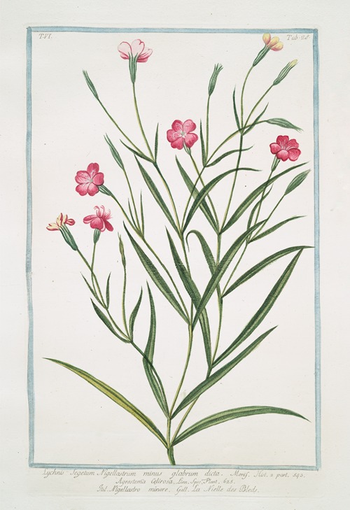 Lychnis Segetum Nigellastrum minus glabrum dicta. – Agrostema Celirosa – Nigellastro minore – La Nielle des Bleds. (Black catchfly)