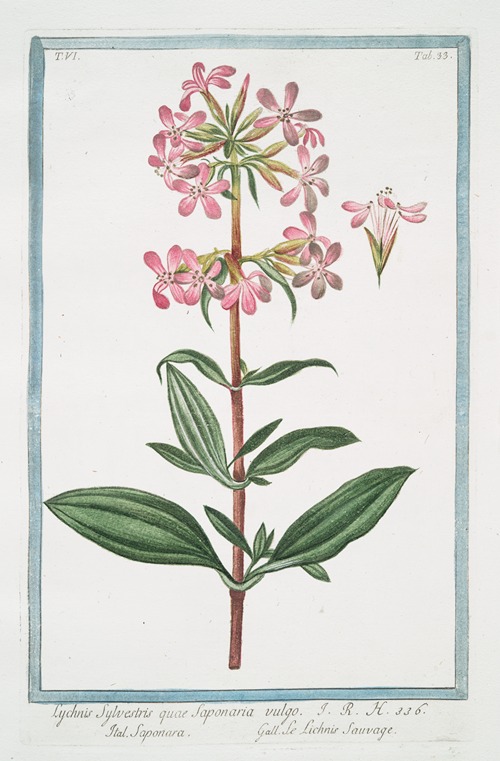 Lychnis sylvestris quae Saponaria vulgo – Saponara – Le Lichnis sauvage