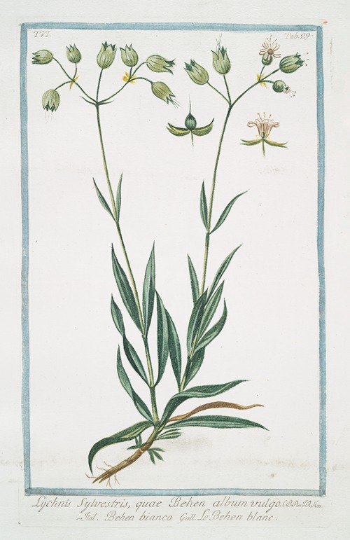 Lychnis sylvestris, quae Behen album vulgo – Behen bianco – Le Behen blanc