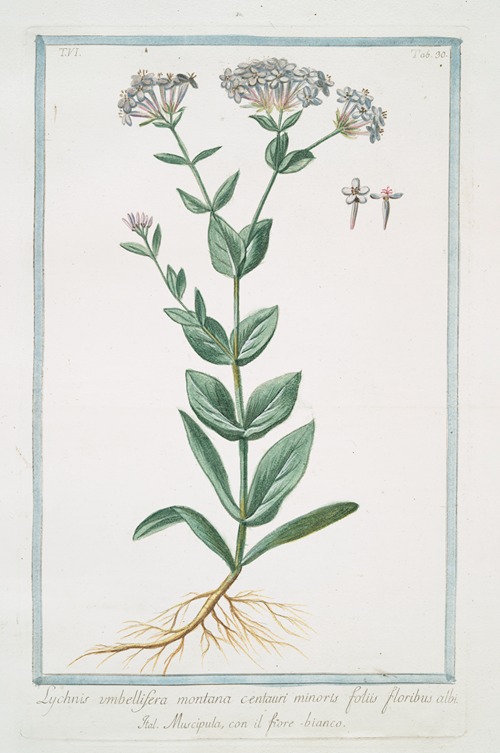 Lychnis umbellifera montana centauri minoris foliis floribus albi – Muscipula, con il fiore-bianco