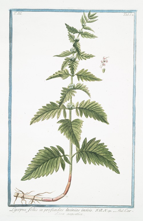 Lycopus foliis in profundas lacinias incisis – Cardiaca acquatica. (Waterhorehound)