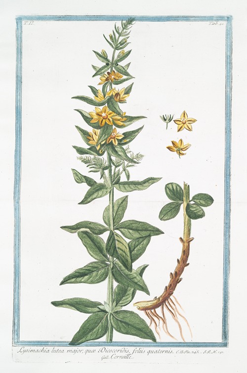 Lysimachia lutea major, quæ Discoridis, foliis quaternis – Corneille. (Loosestrife)