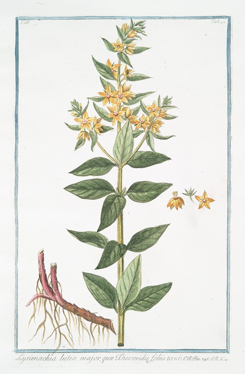 Lysimachia lutea major, quæ Discoridis, foliis ternis. (Loosestrife)