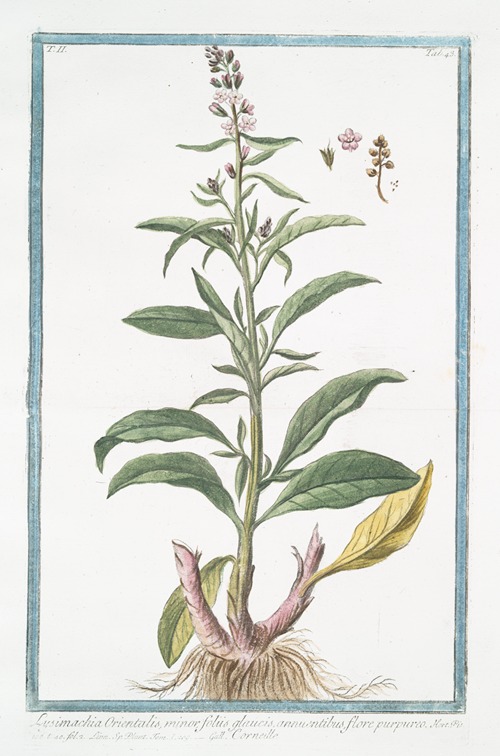 Lysimachia Orientalis, minor foliis gaucis, annuentibus, flore purpureo – Corneille. (Loosestrife)