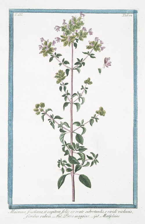 Maiorana fructicosa, et cespitosa, foliis ex ovato subrotundis, e viridi violaceis, floribus rubris – Persa maggiore – Marjolaine. (Marjoram)