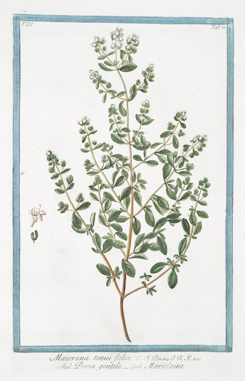 Maiorana tenui folia – Persa gentile – Marjolaine. (Marjoram)