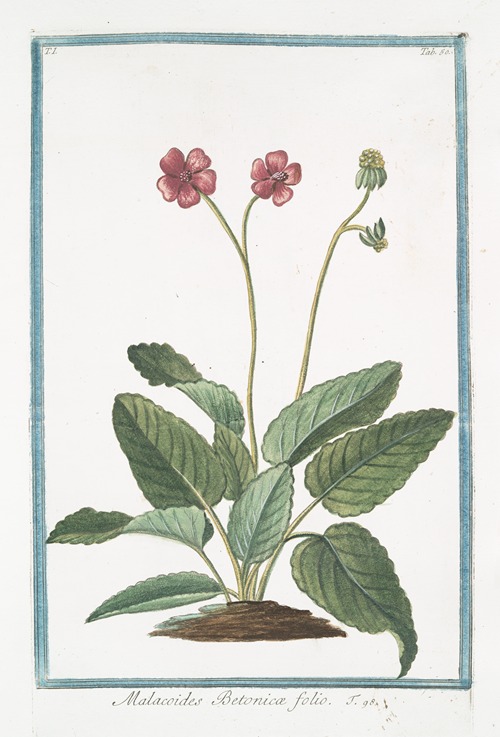 Malacoides Betonicæ folio